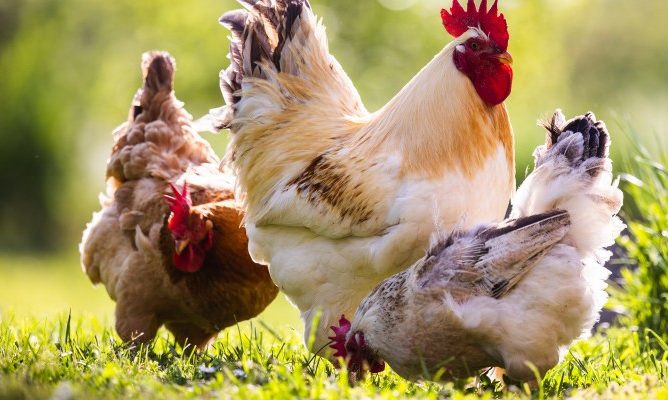 Felhívás – Baromfi állományok bejelentése